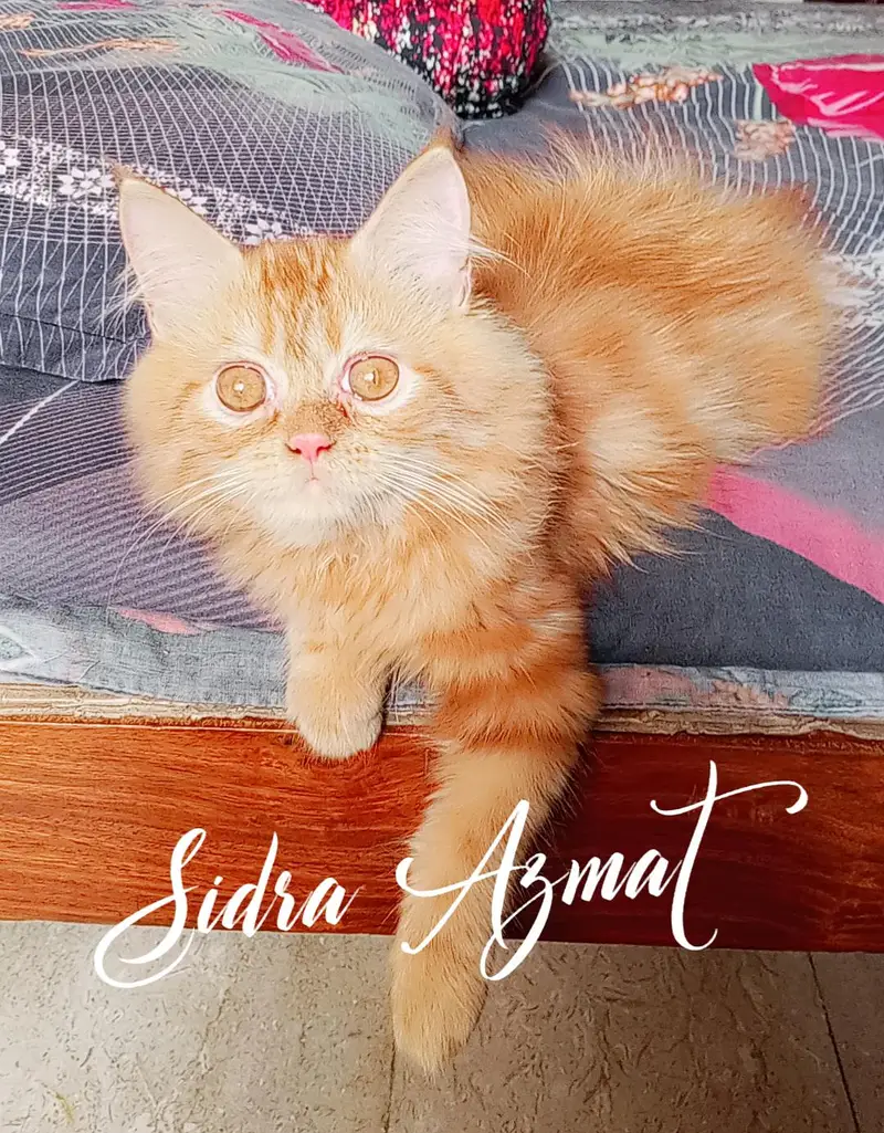 Persian kitten looking for a new home — photo 7