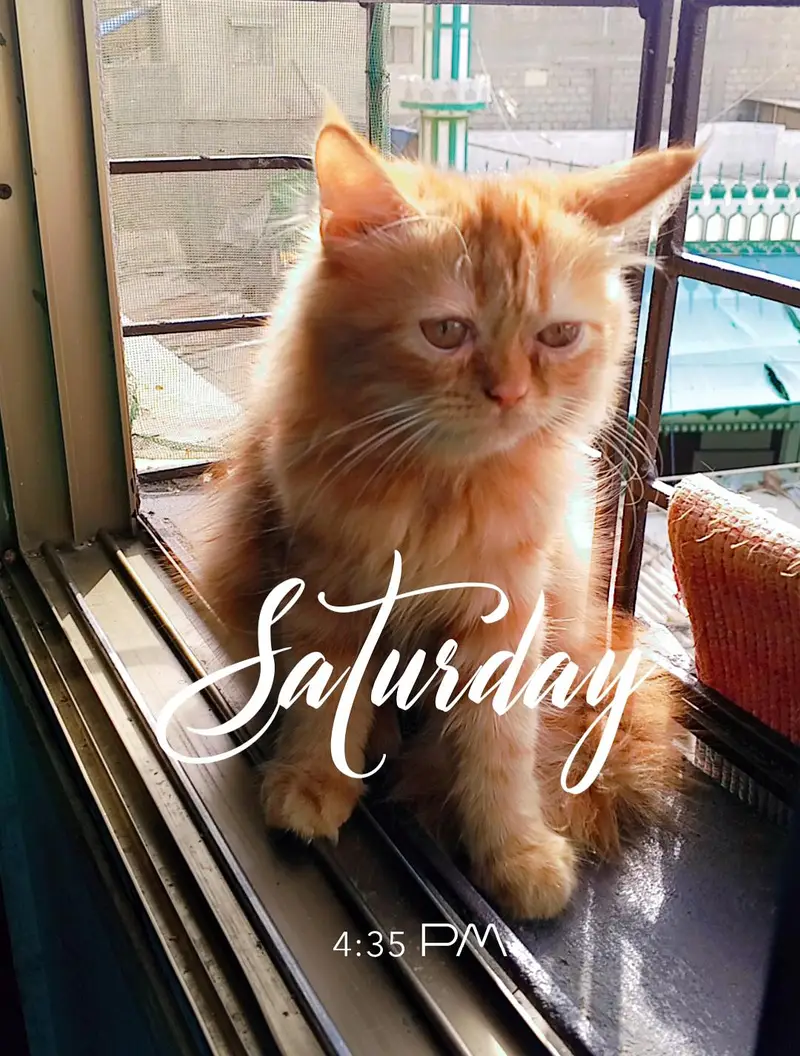 Persian kitten looking for a new home — photo 8