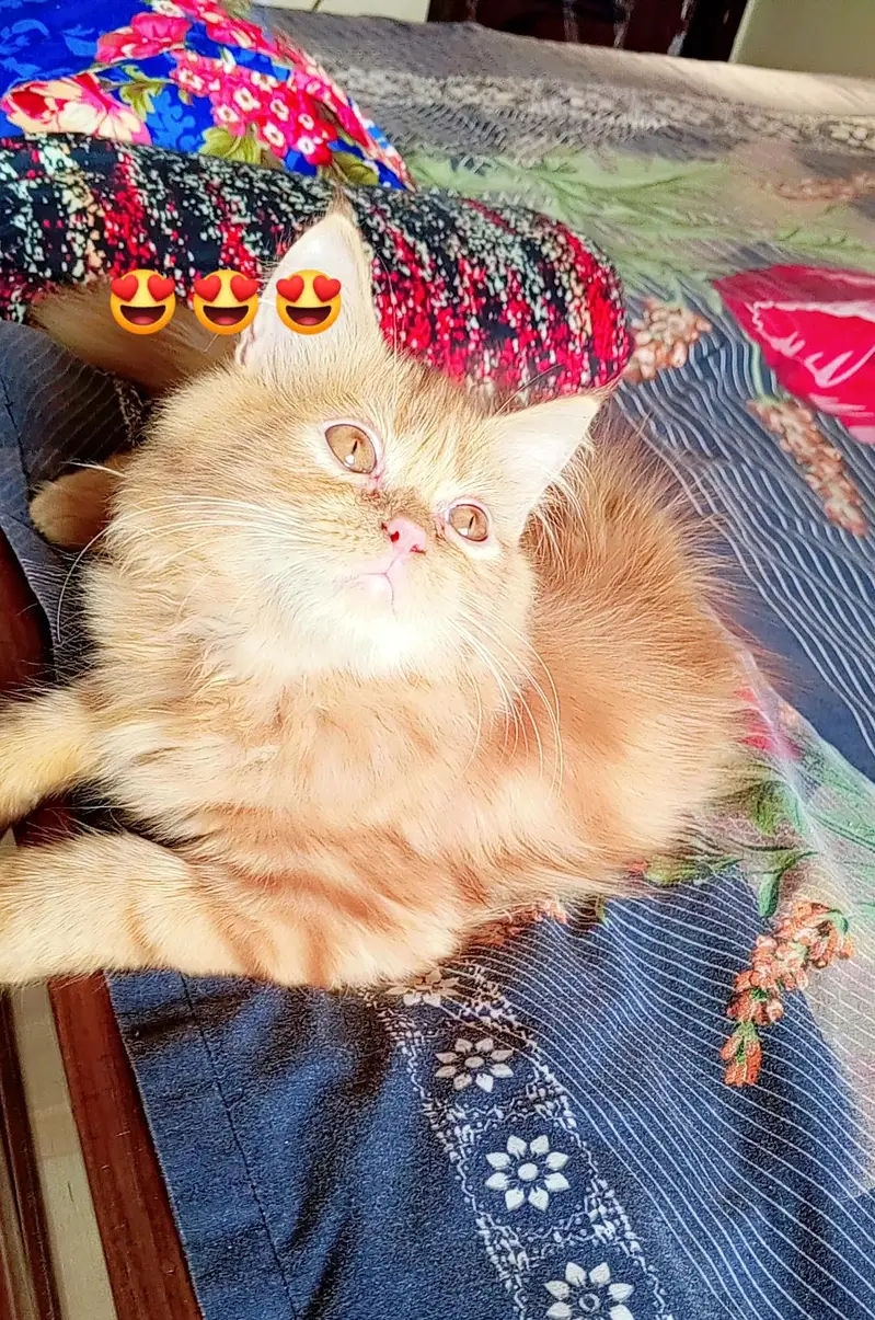 Persian kitten looking for a new home — photo 9