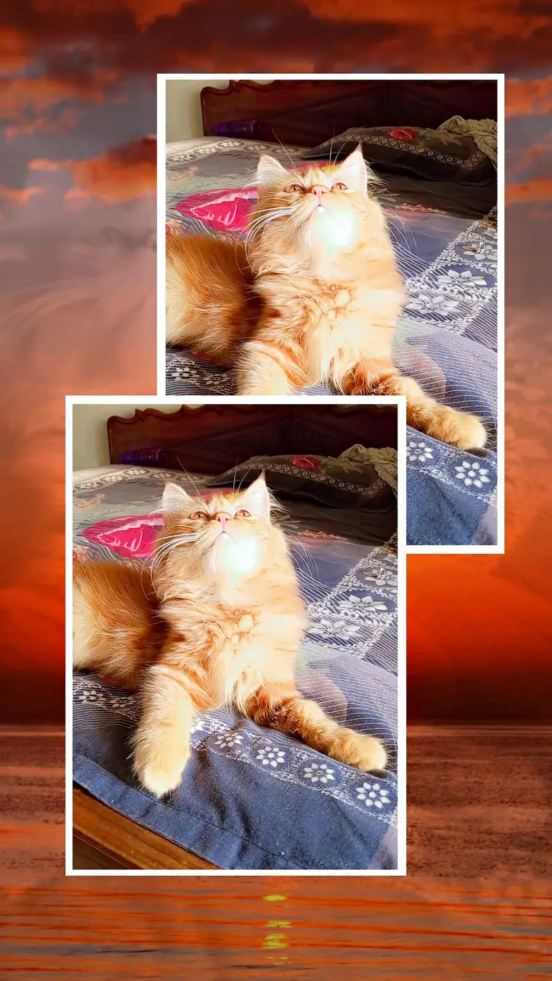 Persian kitten looking for a new home — photo 10