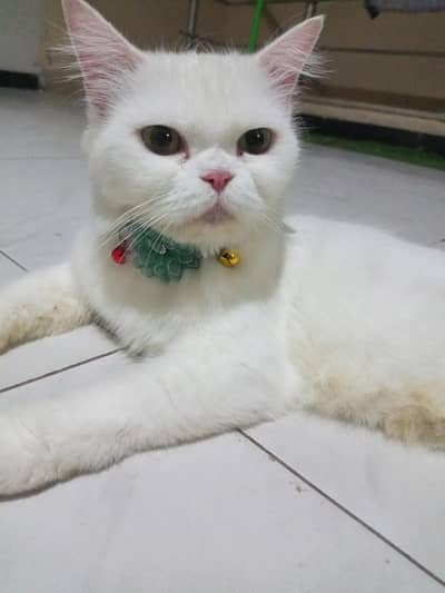 white parsian cat semi Punch face