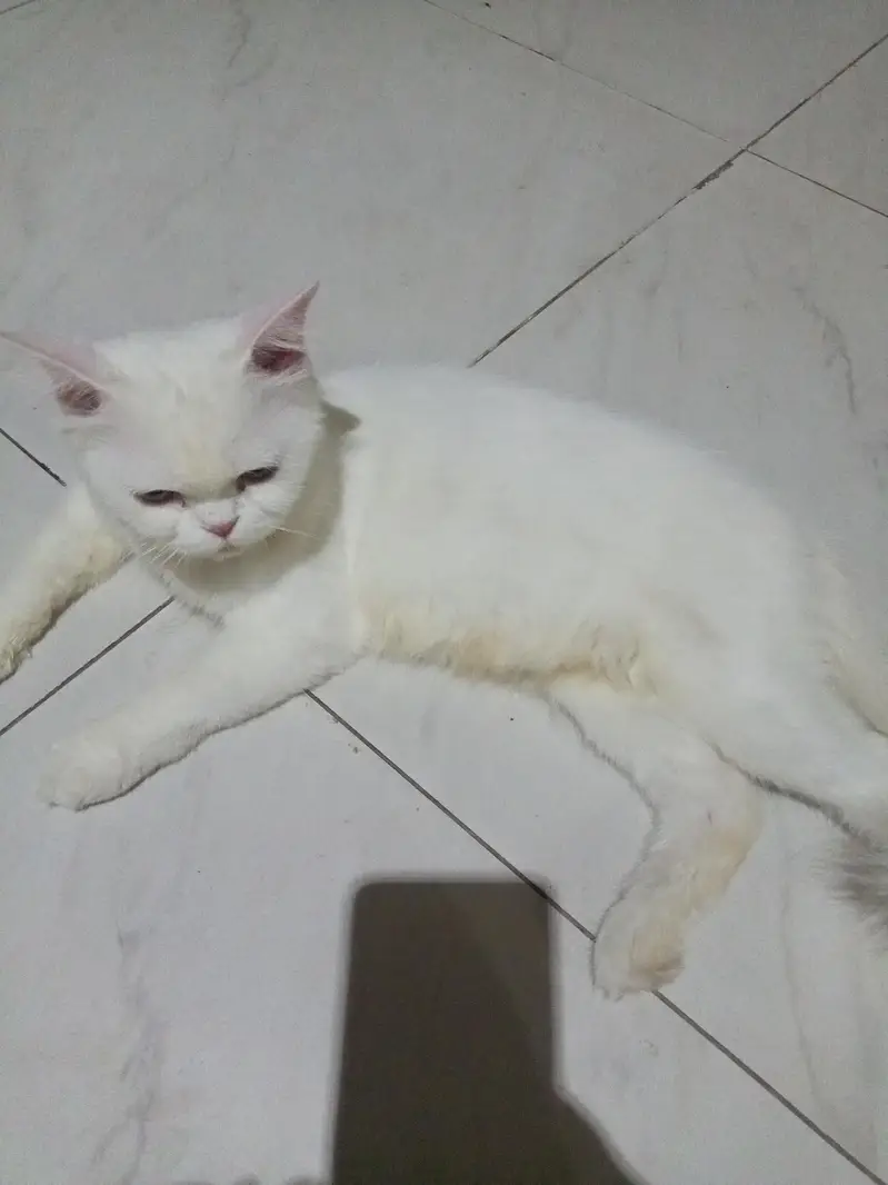 white parsian cat semi Punch face — photo 2