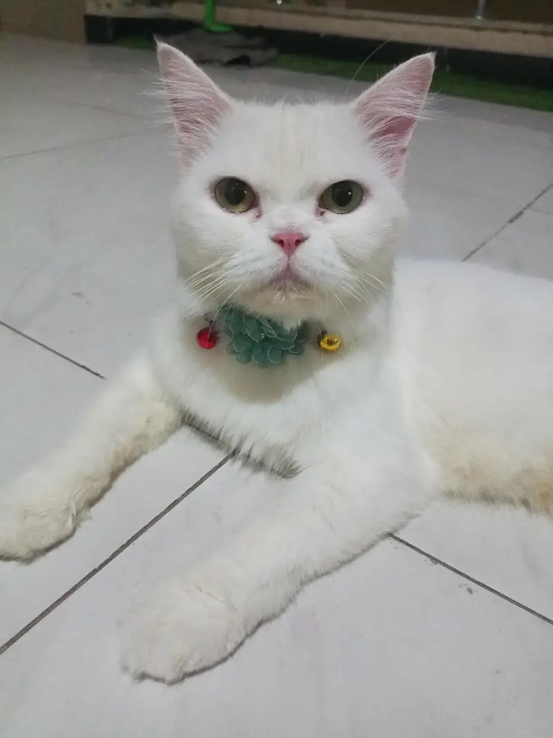 white parsian cat semi Punch face — photo 3