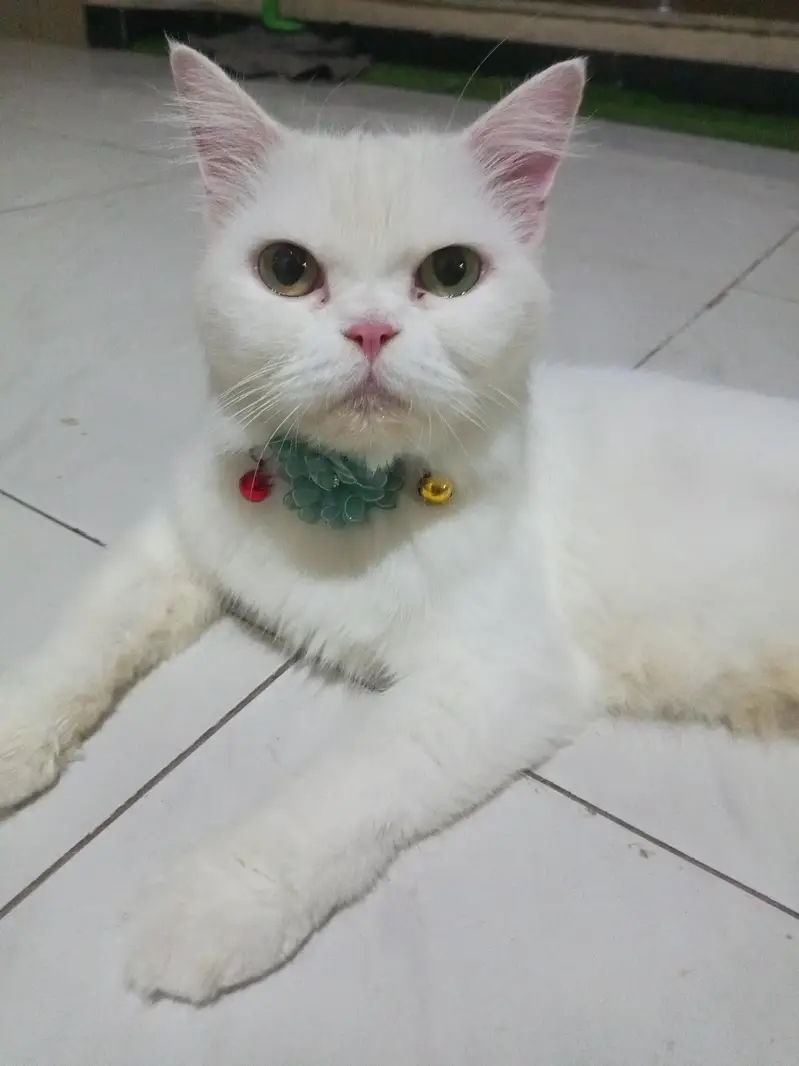 white parsian cat semi Punch face — photo 4