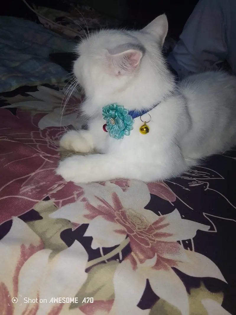 white parsian cat semi Punch face — photo 5