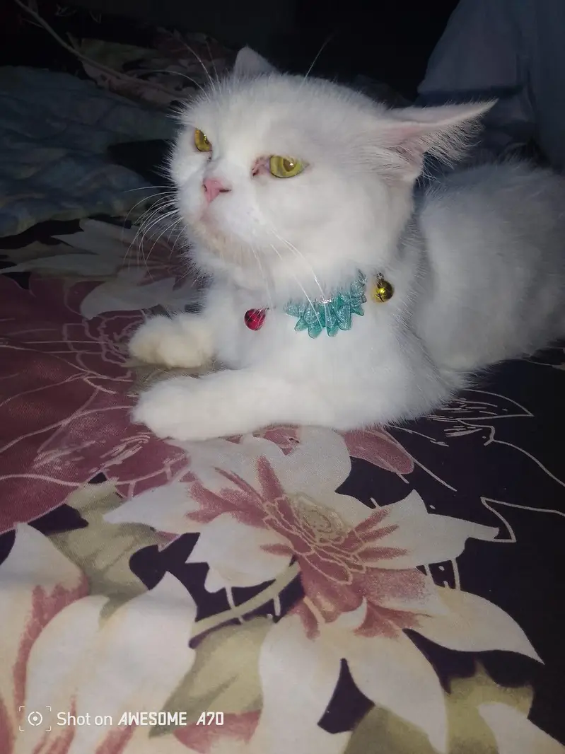 white parsian cat semi Punch face — photo 6
