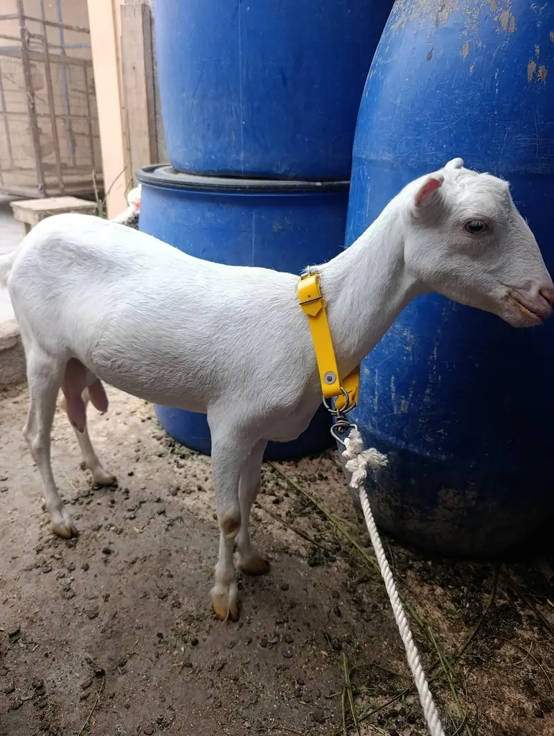 pure teddy gabban ha shera bakra sai video ha gabban ki time pass dor — photo 2