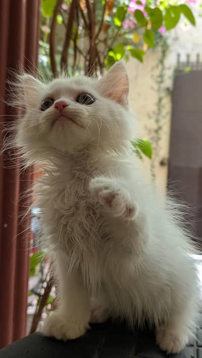 white person cat for sale