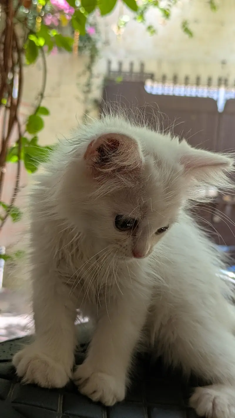 white person cat for sale — photo 2