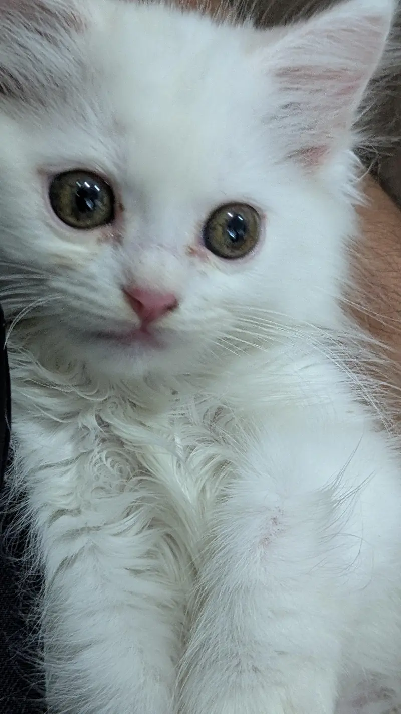 white person cat for sale — photo 3
