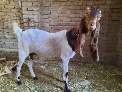 PATERI BAKRI FOR SALE.