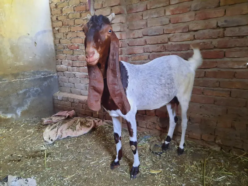 PATERI BAKRI FOR SALE. — photo 2