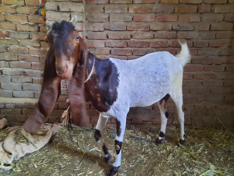 PATERI BAKRI FOR SALE. — photo 3
