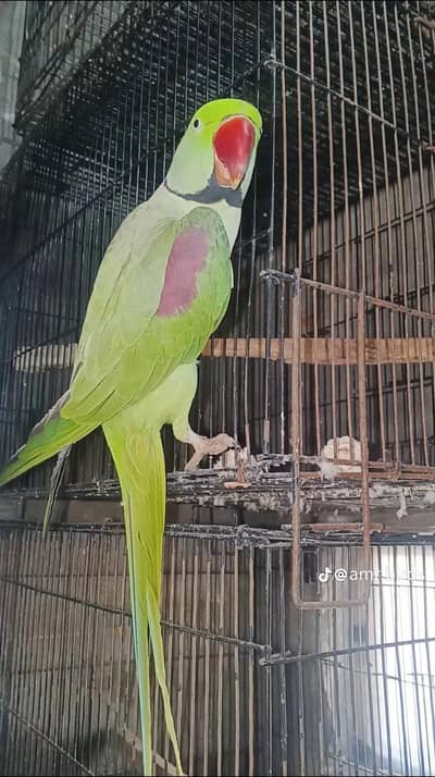 parrot for sale