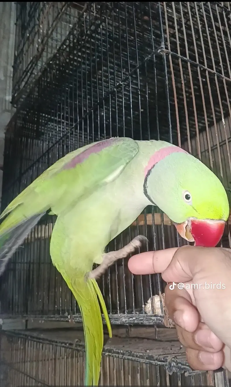 parrot for sale — photo 2