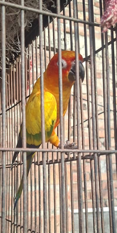 sun Conure or Katha