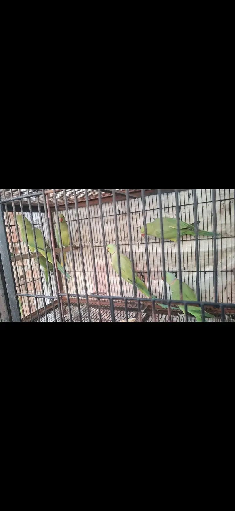 sun Conure or Katha — photo 2