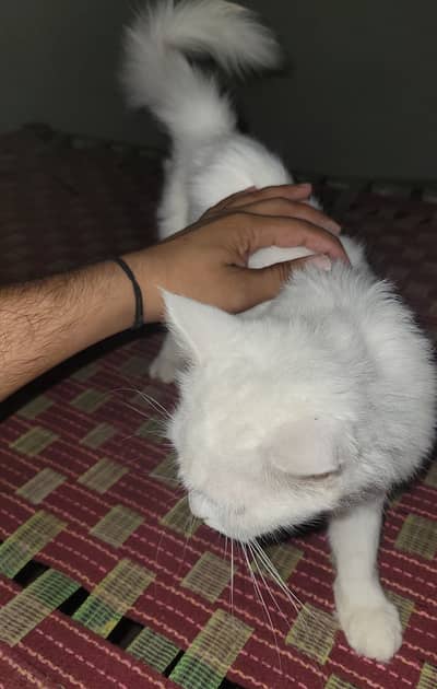 Persian cat