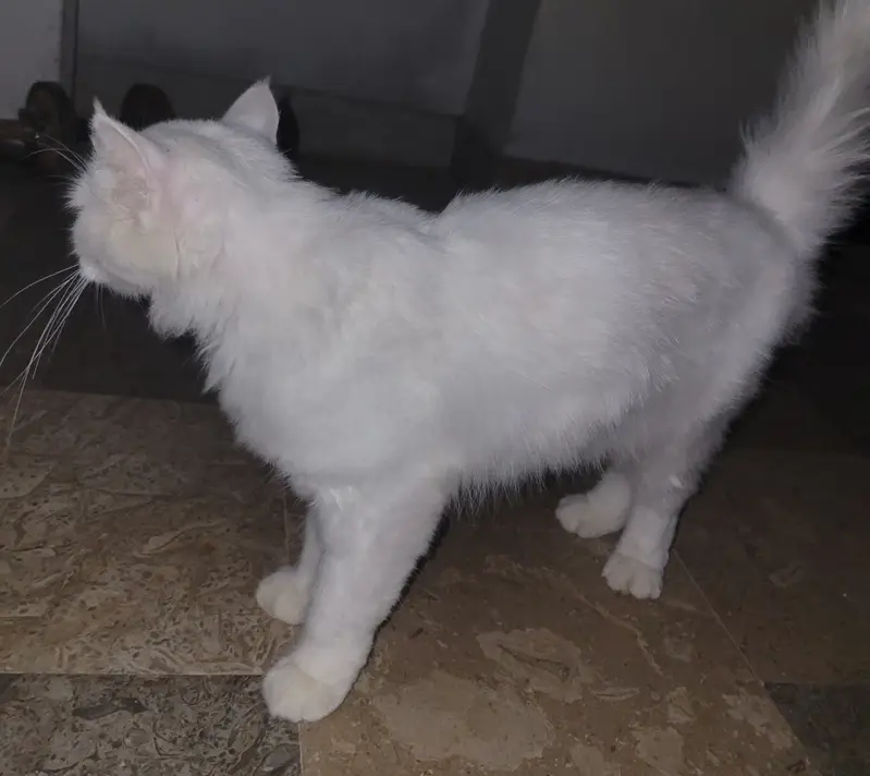 Persian cat — photo 2