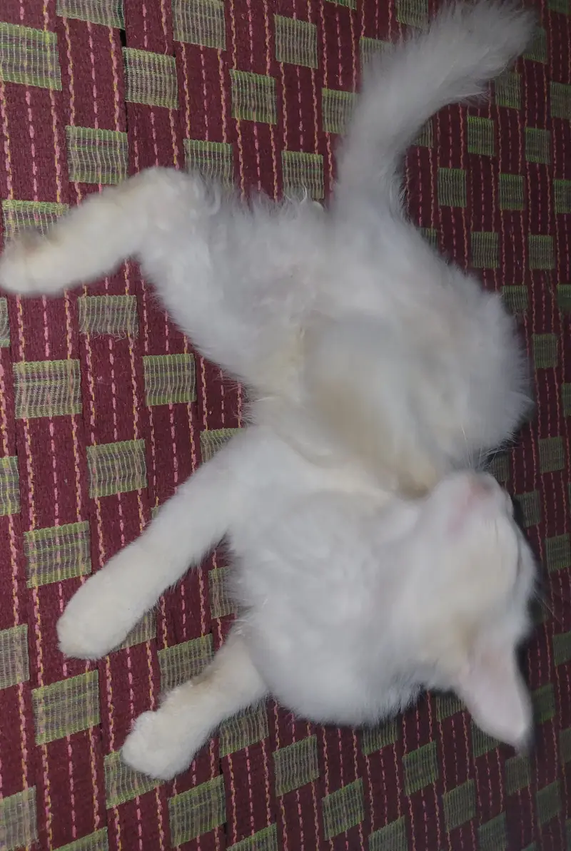 Persian cat — photo 3