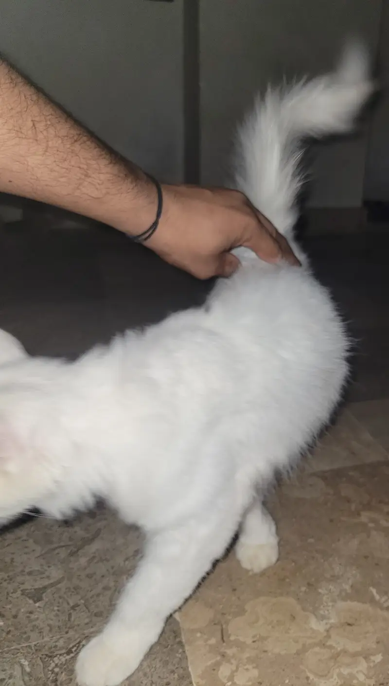 Persian cat — photo 4