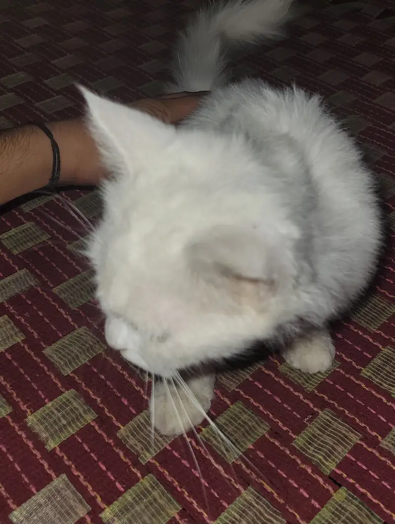 Persian cat — photo 5