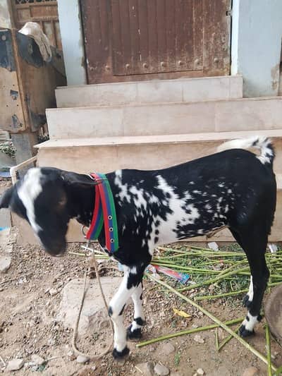MashaAllah active teddy bachaa