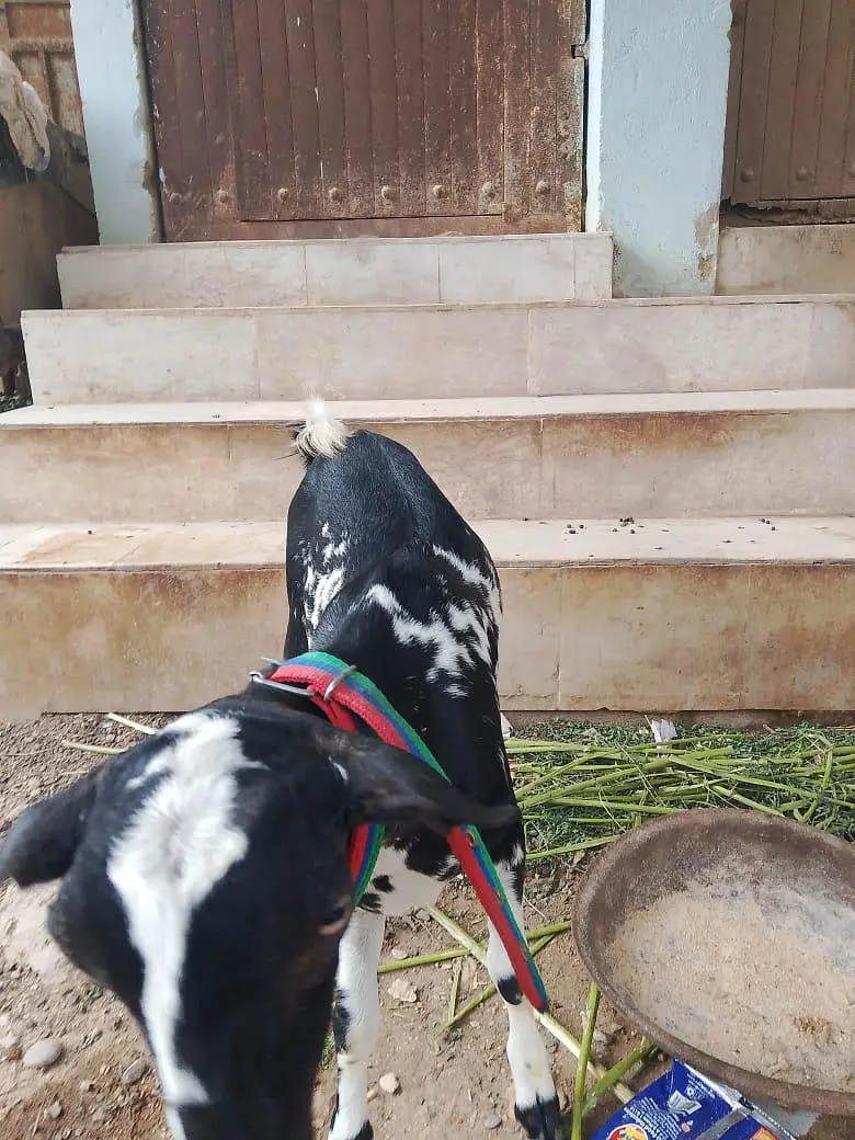 MashaAllah active teddy bachaa — photo 2