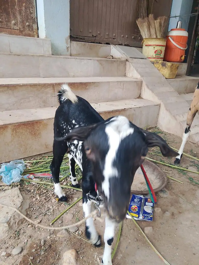 MashaAllah active teddy bachaa — photo 3