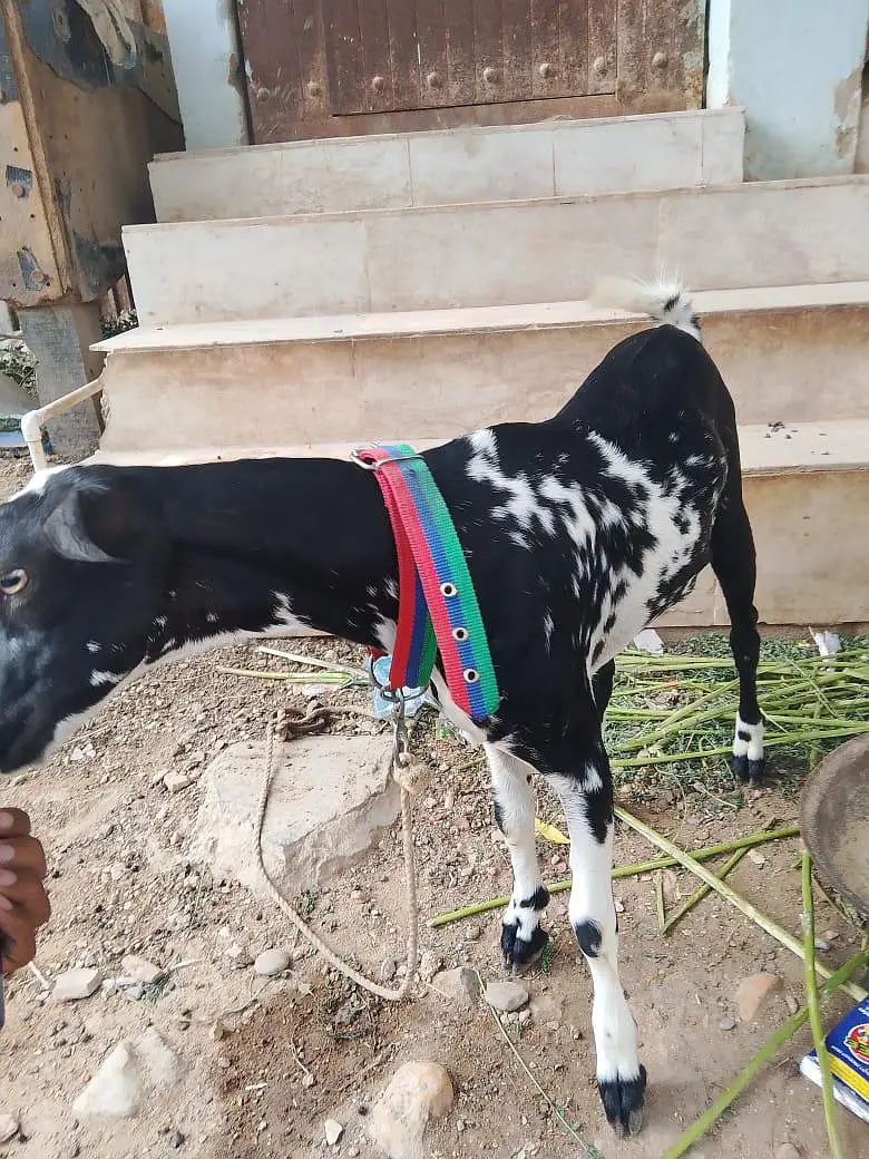 MashaAllah active teddy bachaa — photo 4