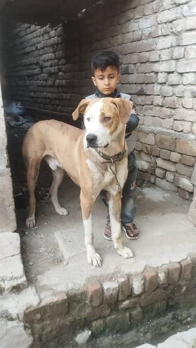 Bulldog for sale