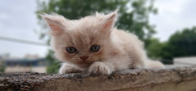 Persian Kittens (triple coated)