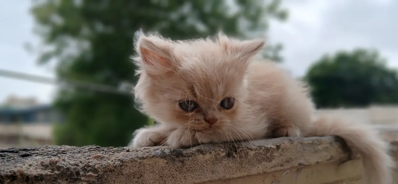 Persian Kittens (triple coated) — photo 2