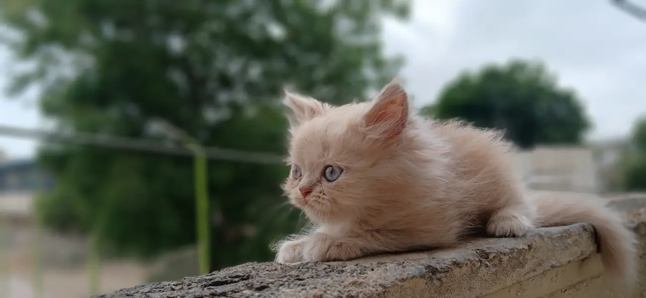 Persian Kittens (triple coated) — photo 3
