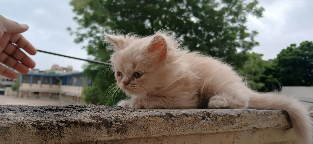 Persian Kittens (triple coated) — photo 4