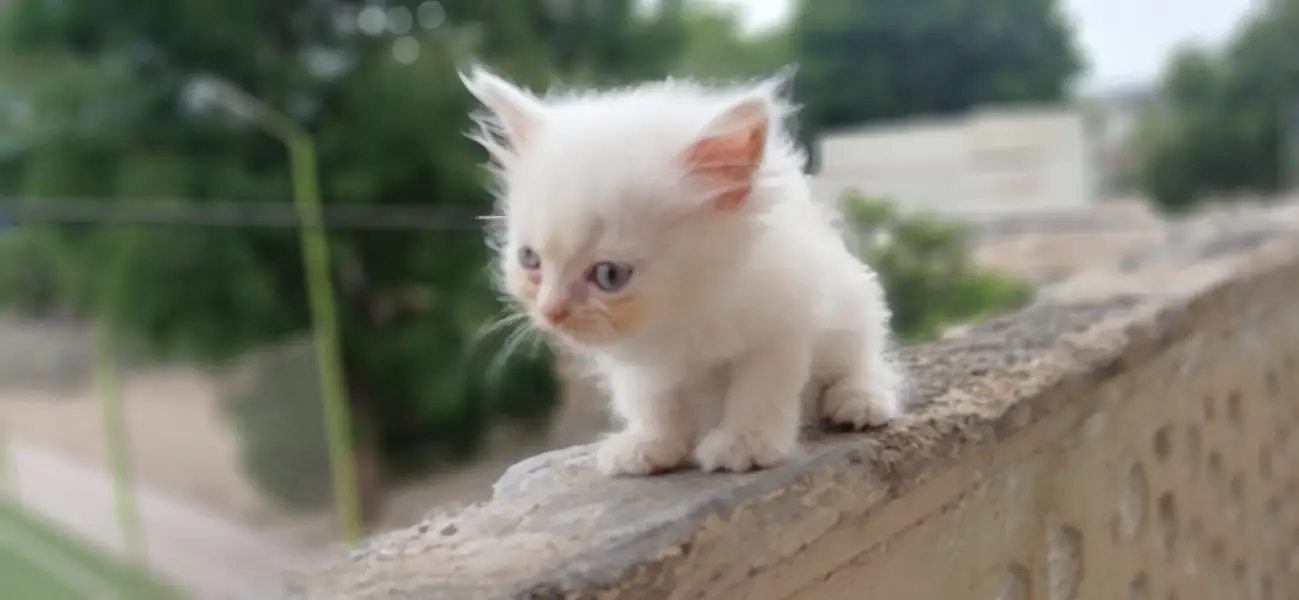 Persian Kittens (triple coated) — photo 5