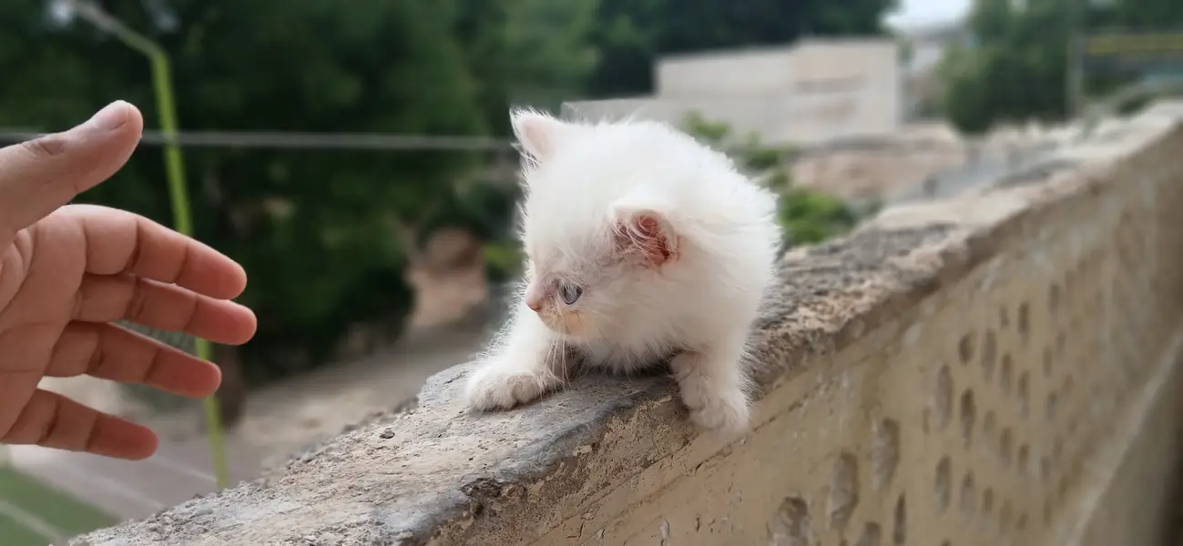 Persian Kittens (triple coated) — photo 6