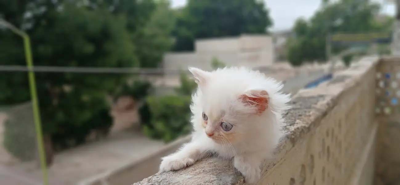Persian Kittens (triple coated) — photo 7