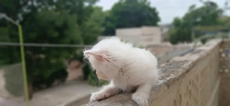 Persian Kittens (triple coated) — photo 8