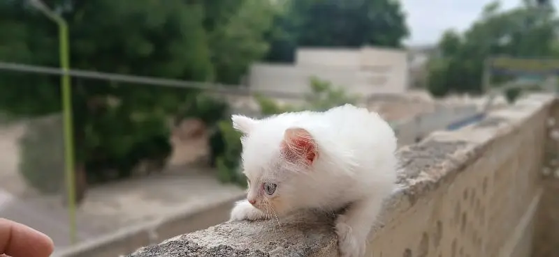 Persian Kittens (triple coated) — photo 9