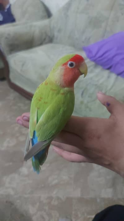 Hand Tamed Well Manered Trained Zero Bite Love bird Graunteed