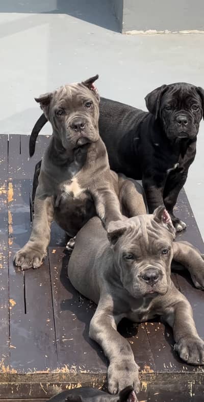 IMPORTED CANE CORSO PUPPIES ARE AVAILABLE FOR IMPORT
