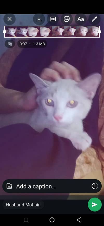 cat for sale