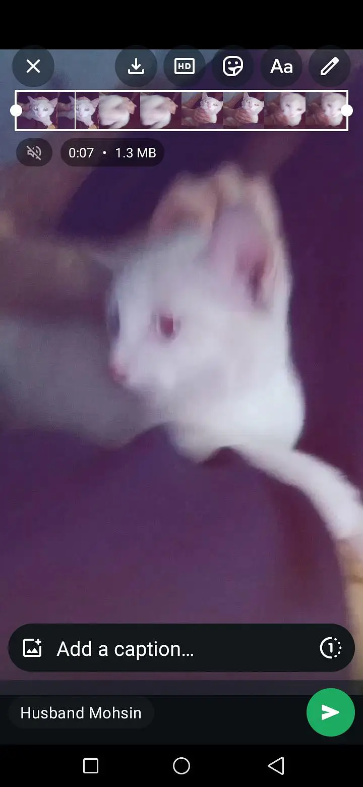cat for sale — photo 2