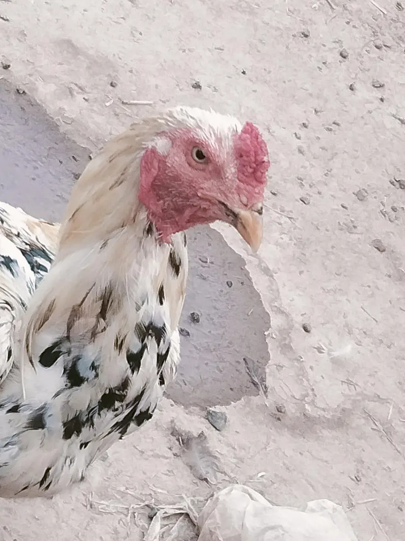 aseel murga — photo 3