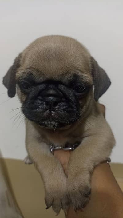 best quality pug puppy price negotiable pedigree father