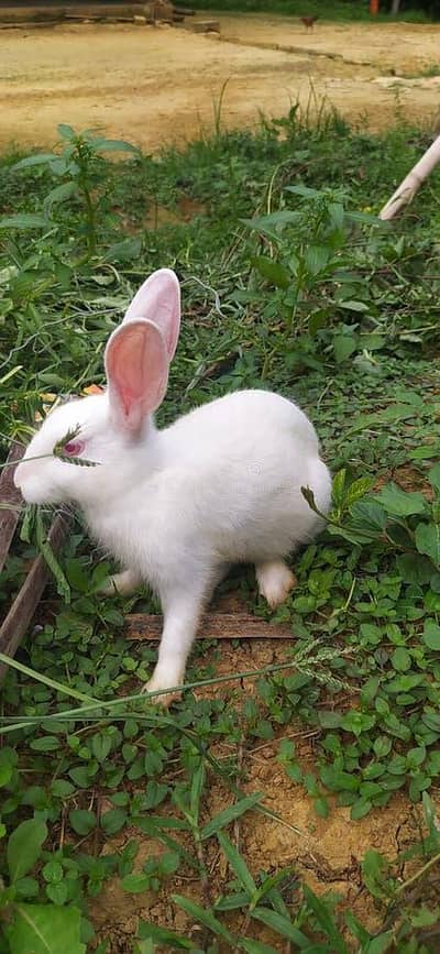 red eyed rabbits