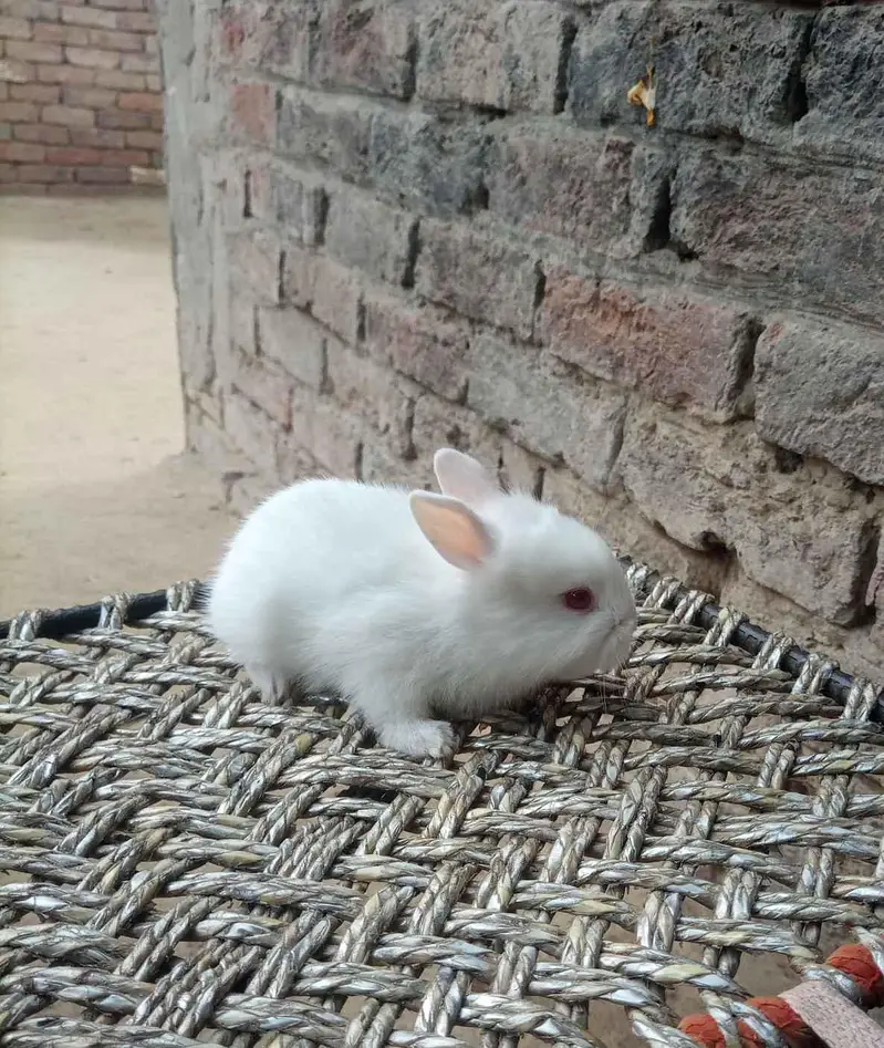 red eyed rabbits — photo 2