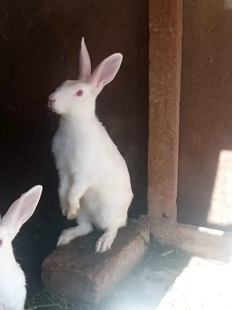 red eyed rabbits — photo 3
