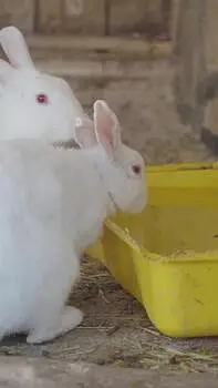 red eyed rabbits — photo 4